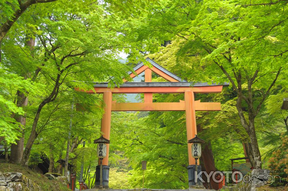 日吉大社さん　新緑　2024