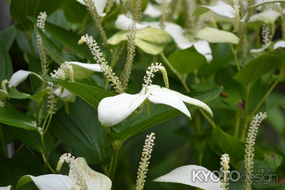 両足院　半夏生