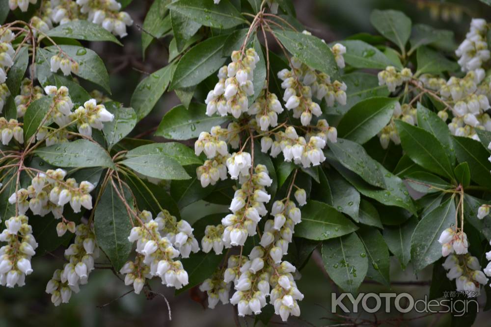 聖護院　馬酔木