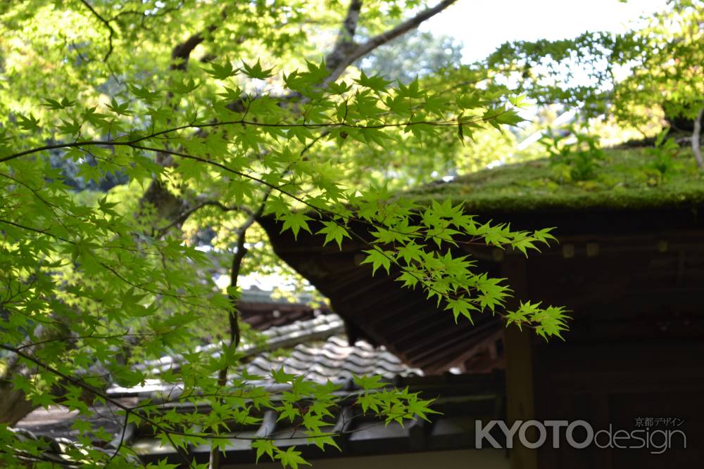 高桐院　青もみじ