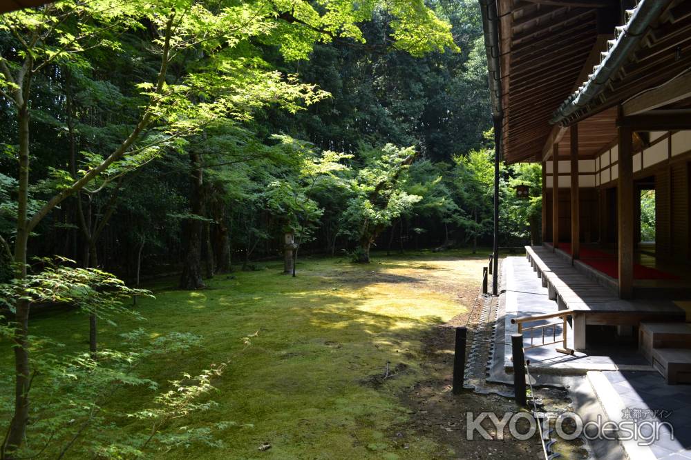 高桐院　本堂と青もみじ