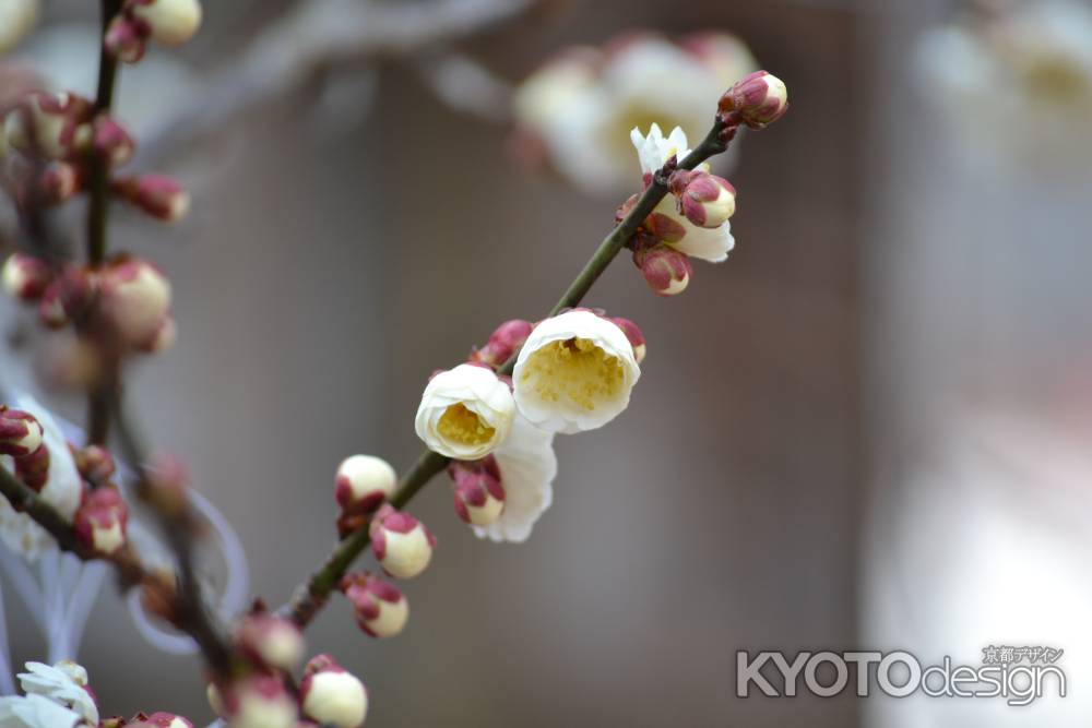 北野天満宮　白梅