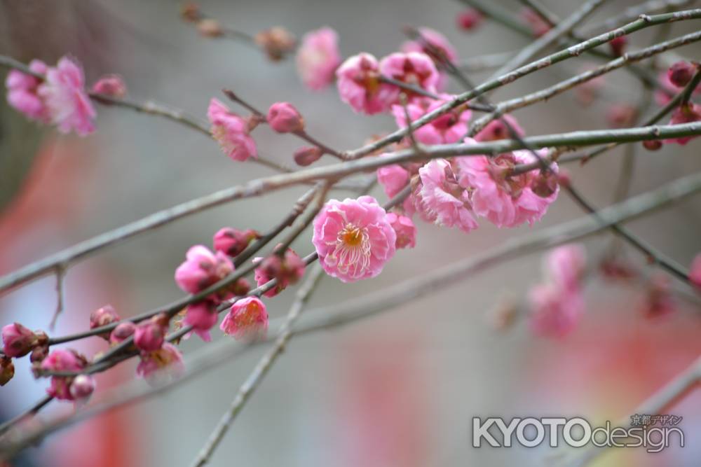 北野天満宮　紅梅