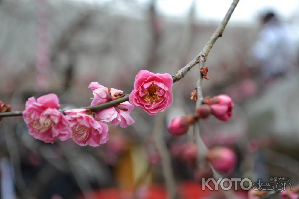北野天満宮　紅梅2