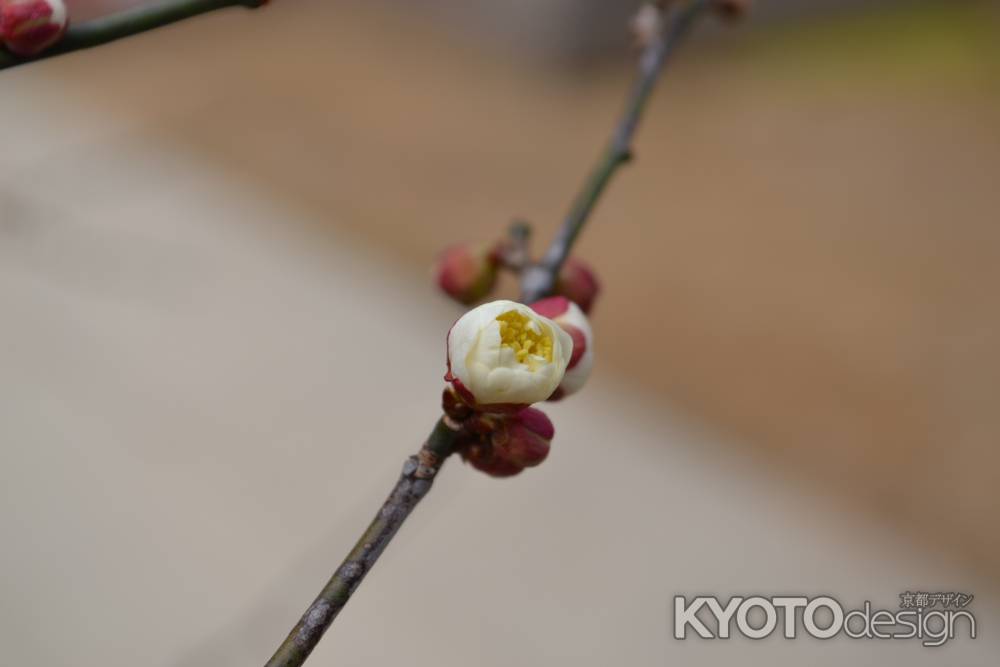 北野天満宮　白梅つぼみ
