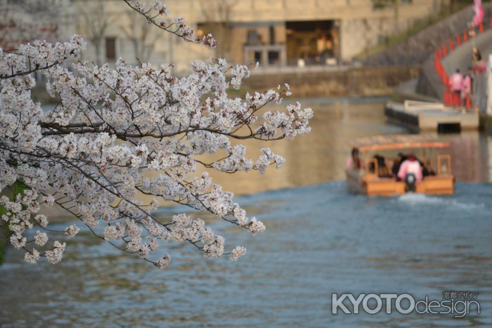 岡崎疏水の桜
