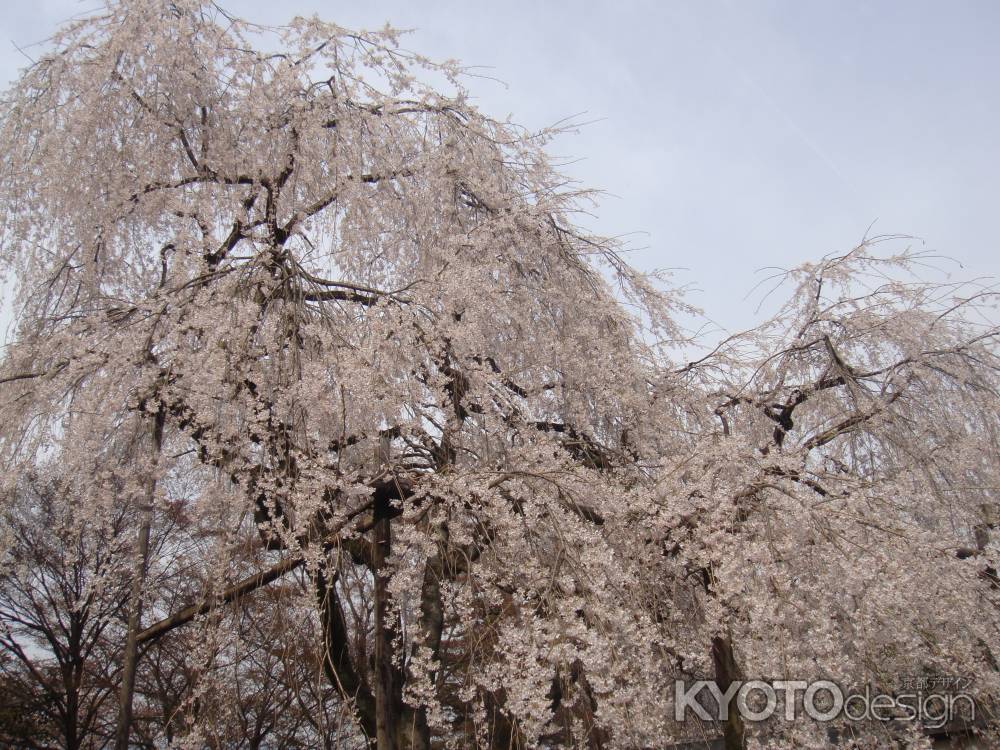 大石神社　枝垂桜2