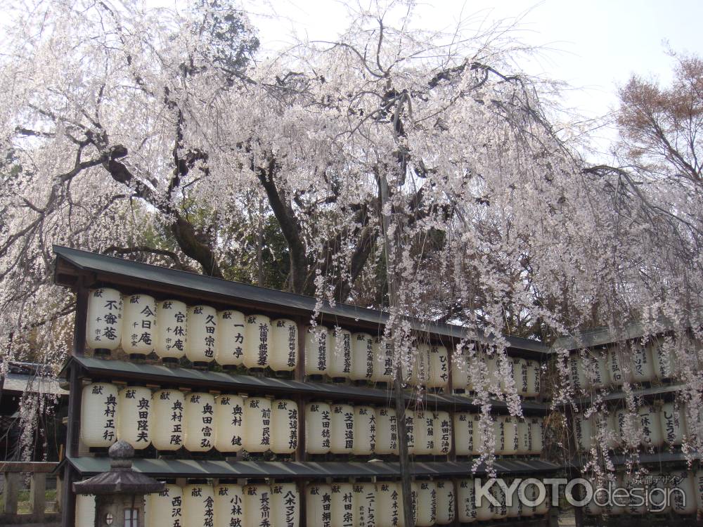 大石神社　枝垂桜と提灯