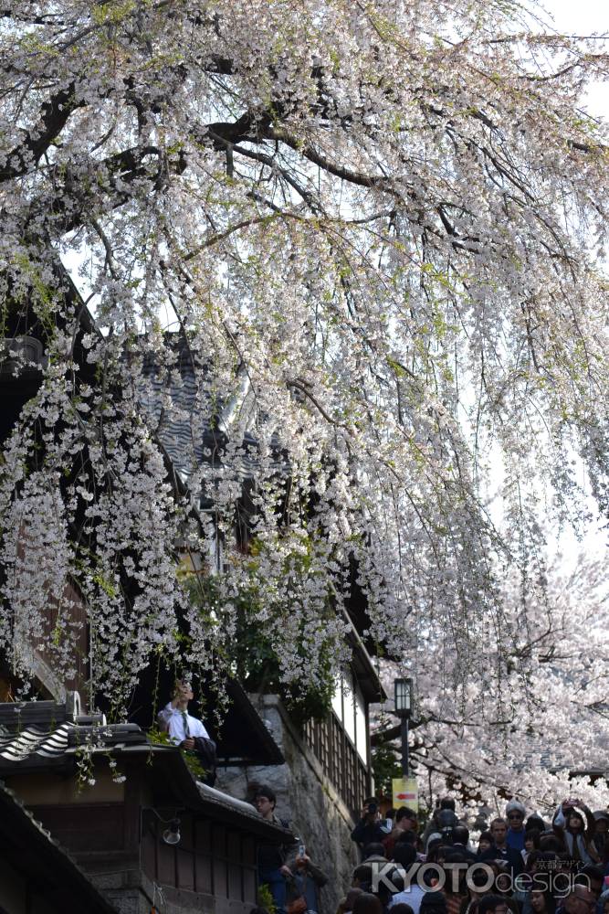 産寧坂にふりそそぐ桜