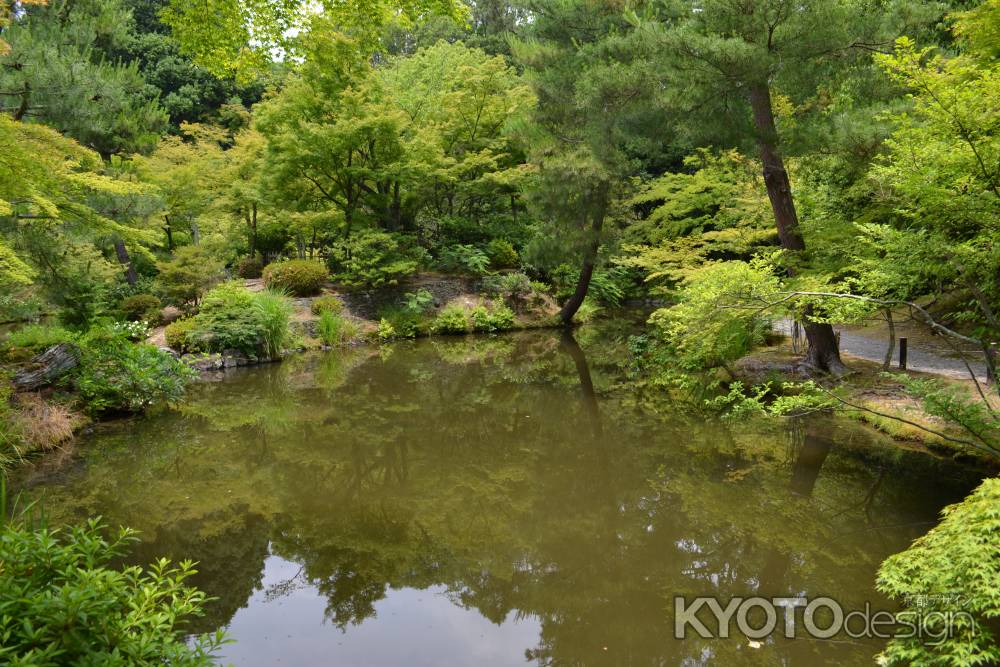 等持院　心字池と青もみじ