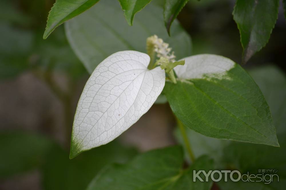 等持院　半夏生