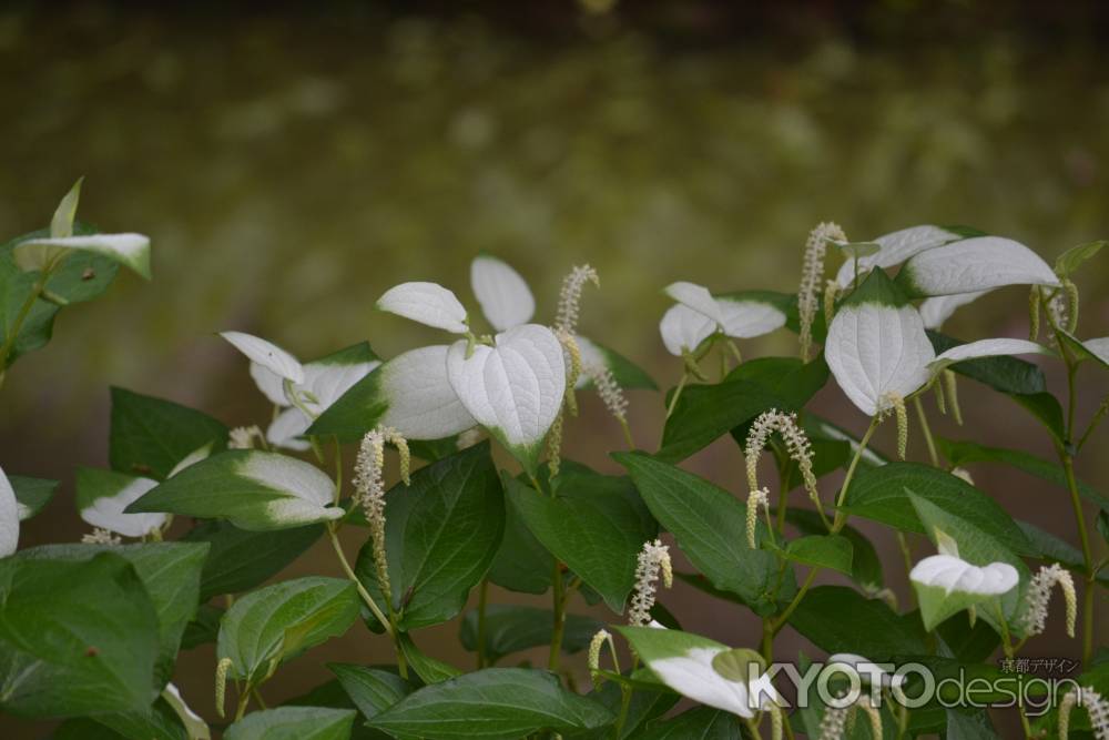 等持院　群生する半夏生