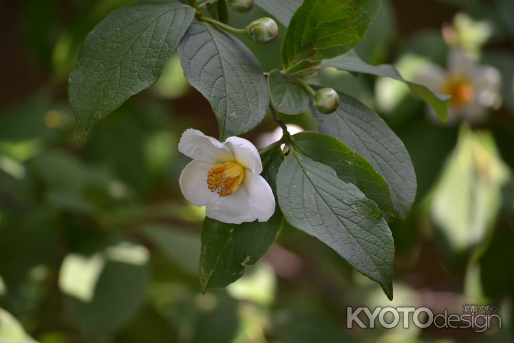 東林院　沙羅双樹その１