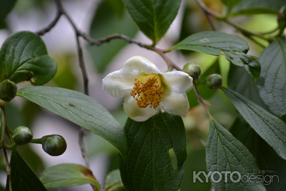 東林院　沙羅双樹その２
