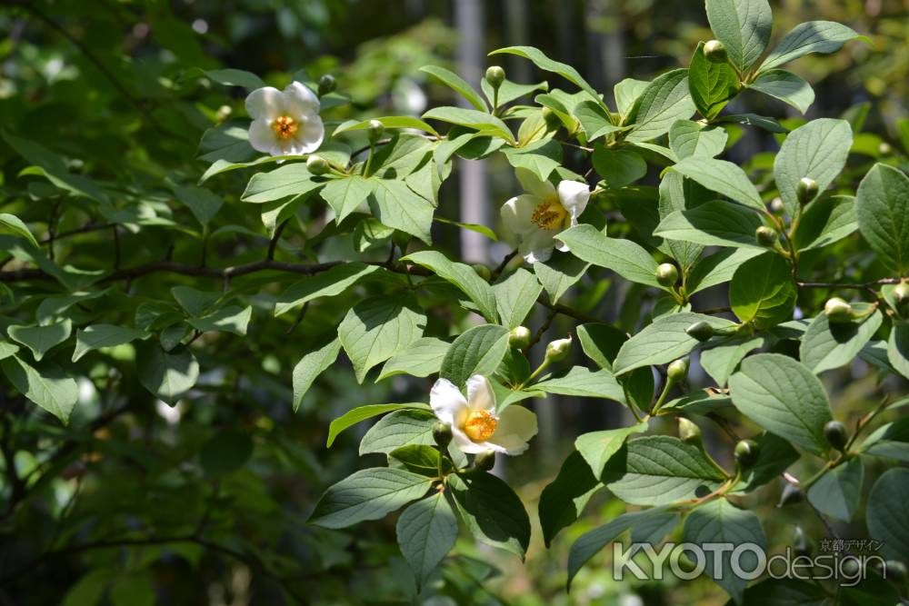 東林院　沙羅双樹その３