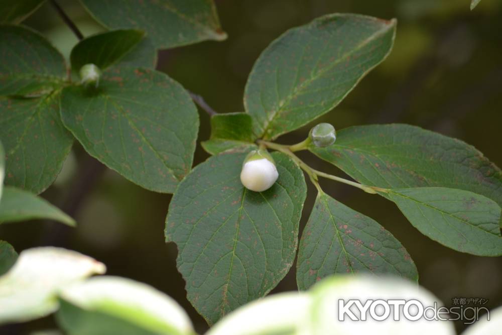 東林院　沙羅双樹の蕾