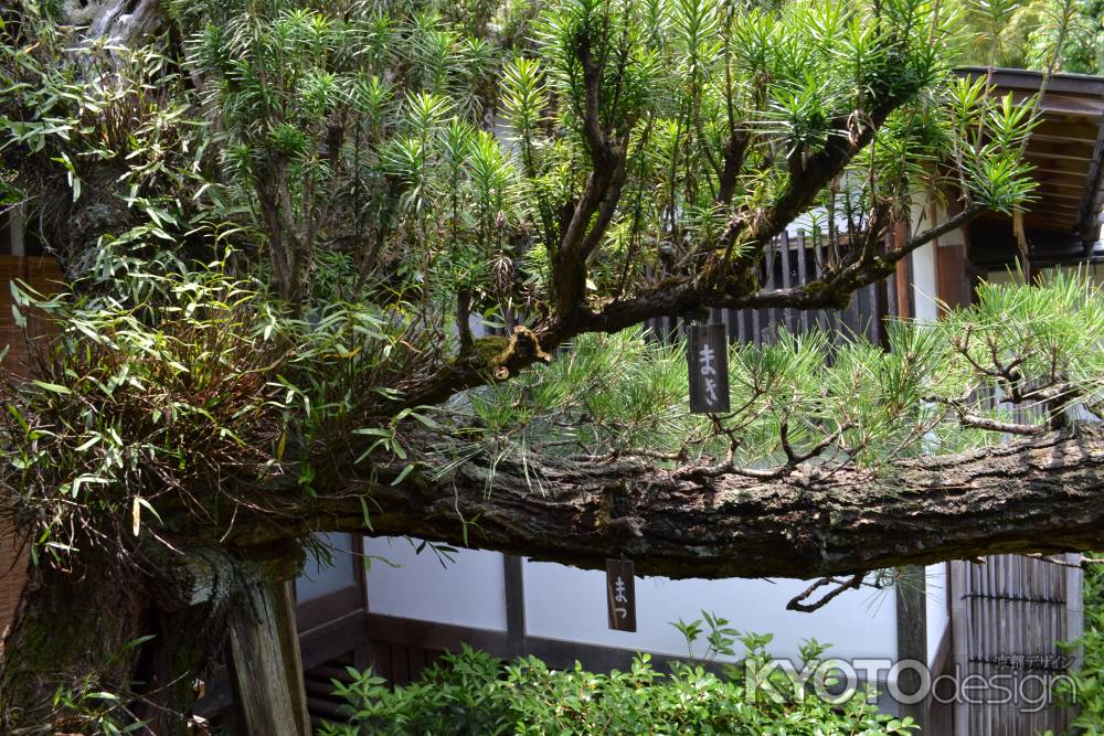 東林院　飛龍の宿り木