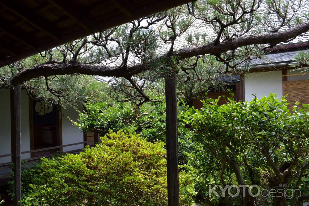 東林院　飛龍の宿り木その２