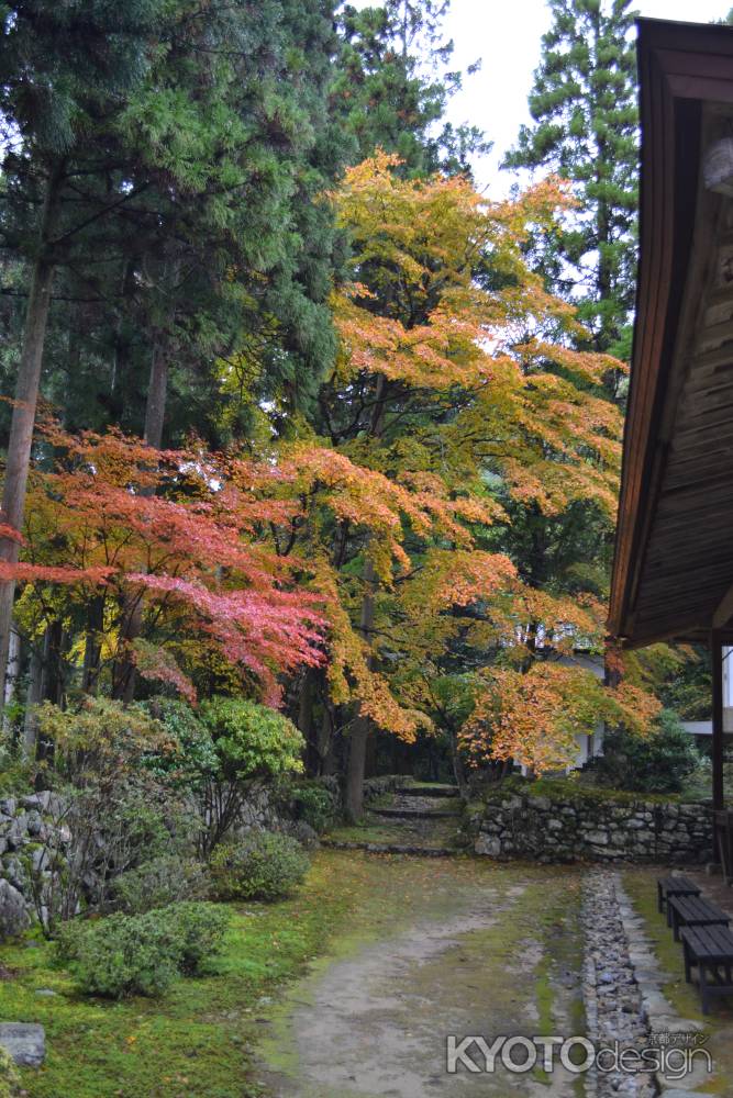 来迎院　本堂脇の紅葉