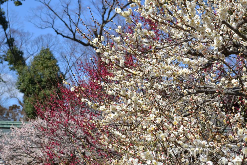北野天満宮　梅　白・赤・ピンクのグラデーション