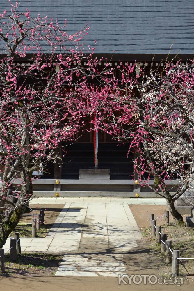 北野天満宮　梅のアーチ