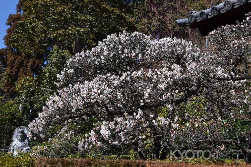 雲龍院　白梅その２