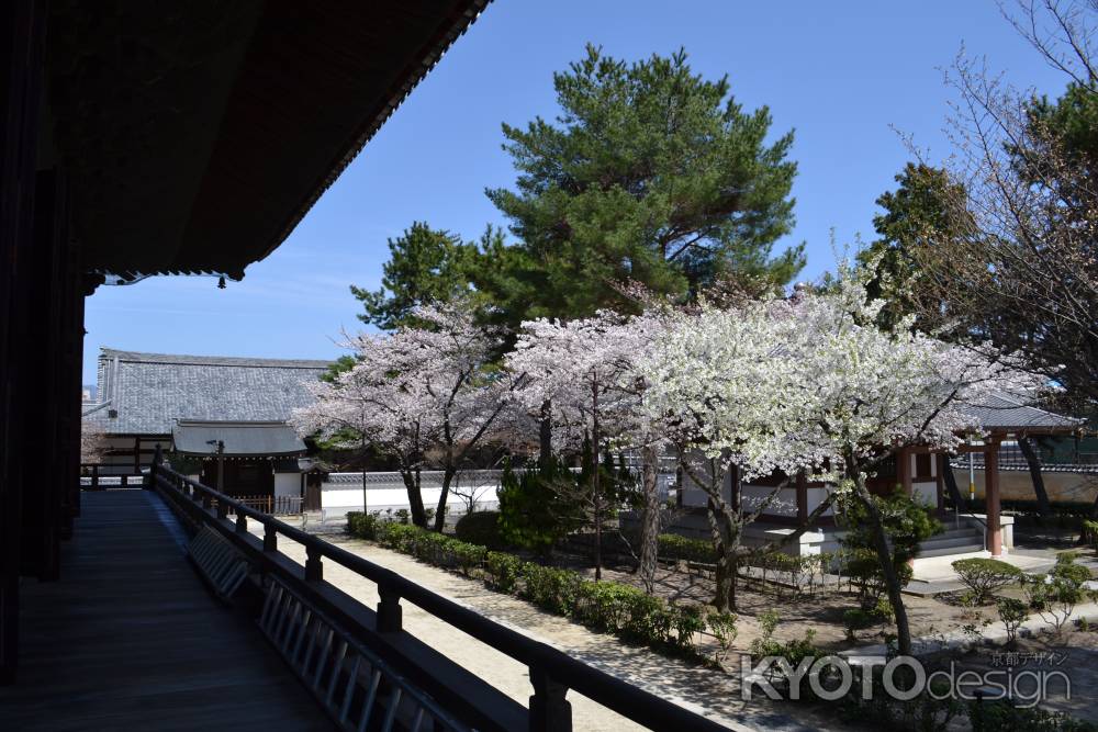 百萬遍知恩寺　御影堂からの桜