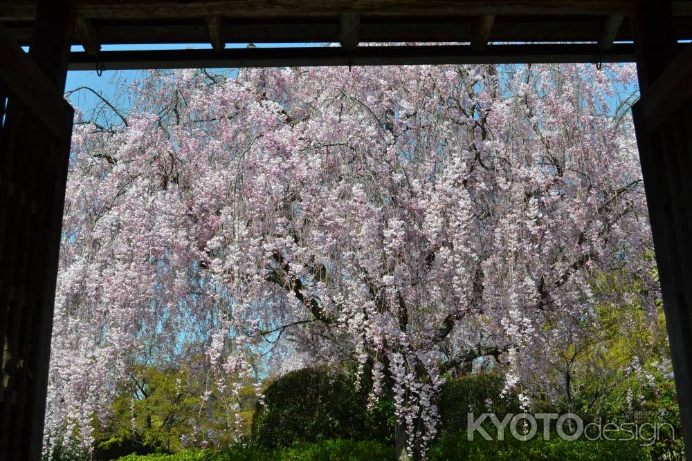退蔵院　枝垂桜その２