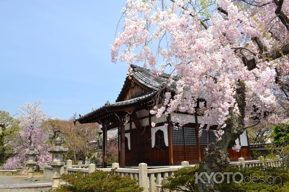 上品蓮台寺　お堂と桜