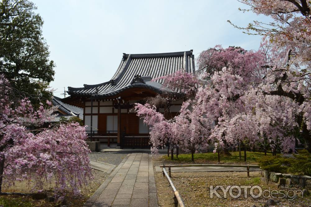 上品蓮台寺　参道と枝垂桜