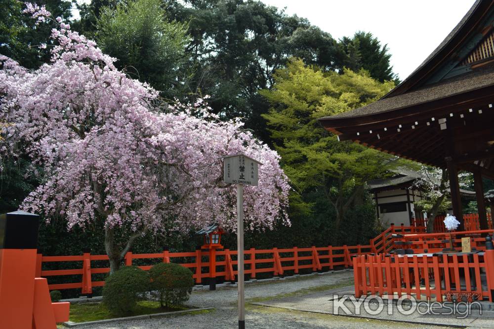 建勲神社　枝垂桜