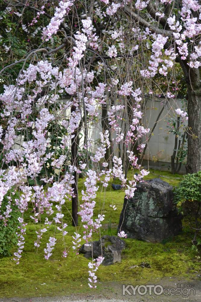 正伝永源院　枝垂桜その３