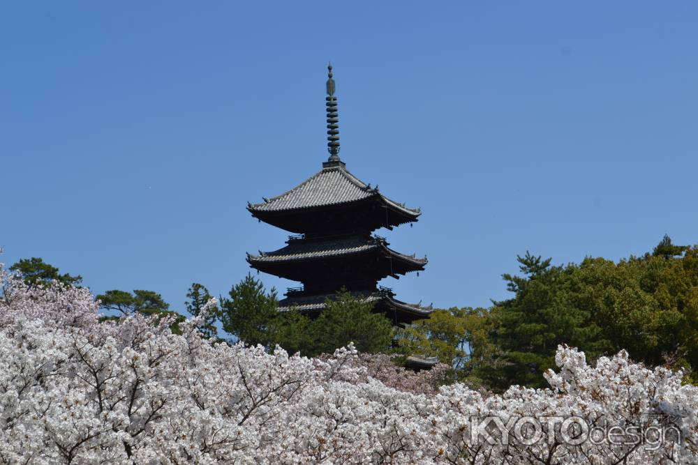仁和寺　満開の御室桜その２