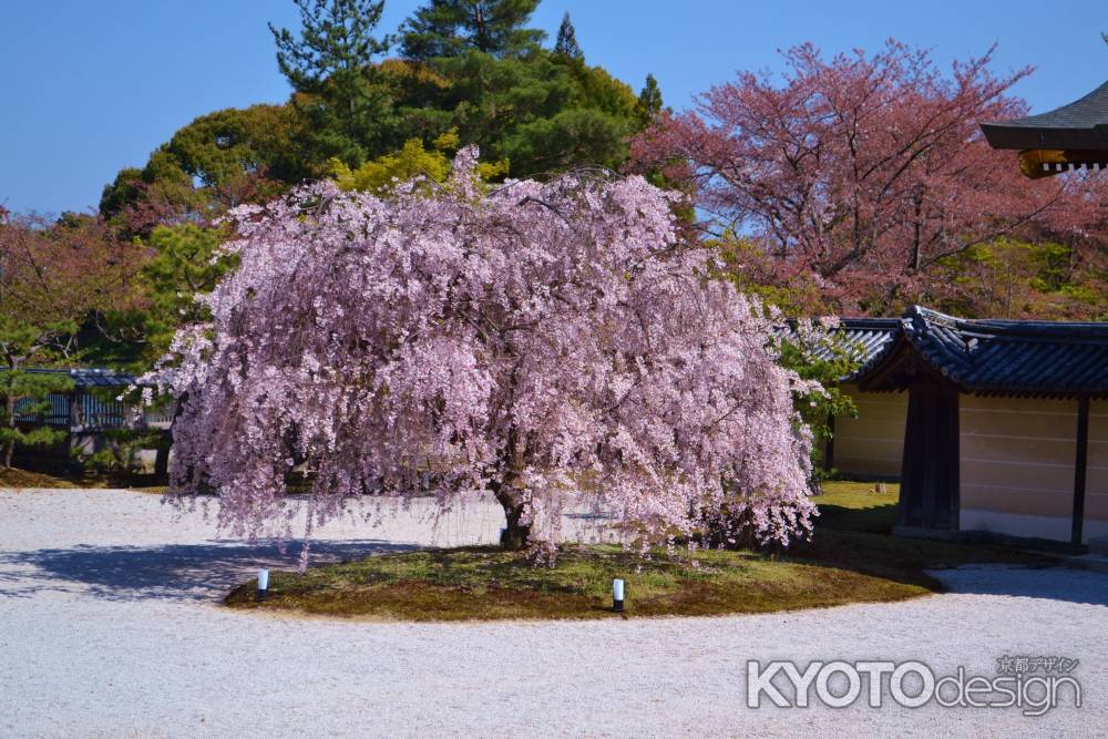 大覚寺　枝垂桜