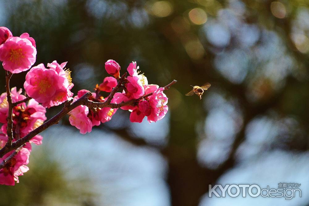 智積院　梅の香りに誘われて…