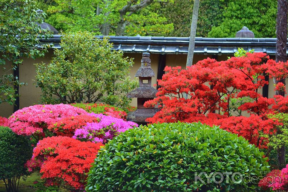 正伝永源院　灯篭と満開のつつじ