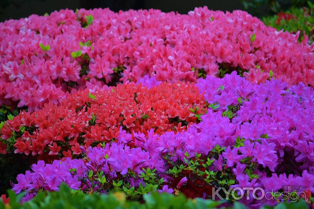 正伝永源院　色とりどりのつつじ