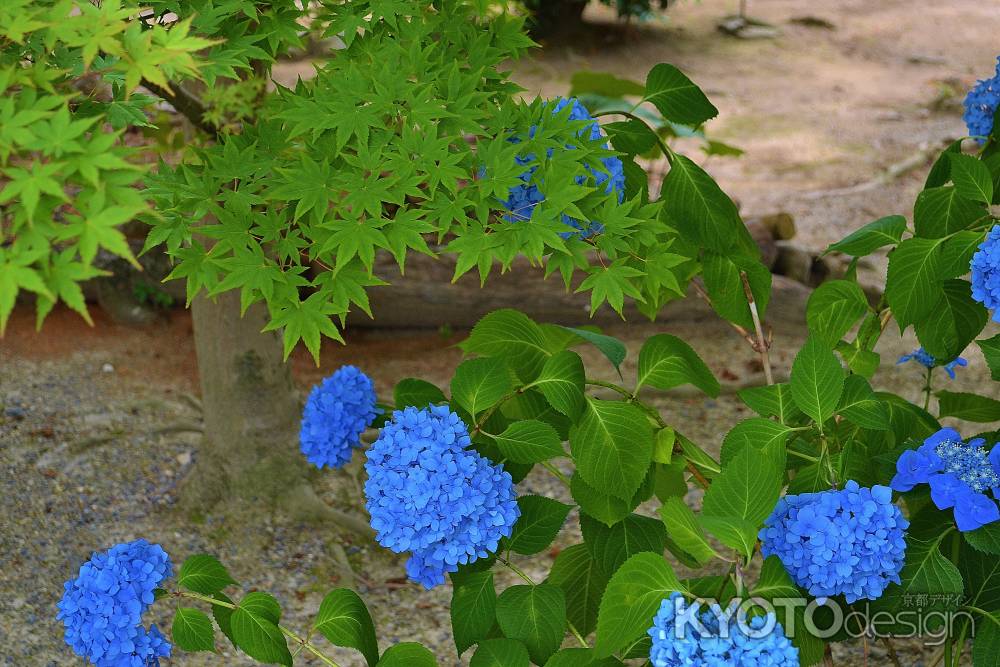 初夏の競演　青もみじと紫陽花