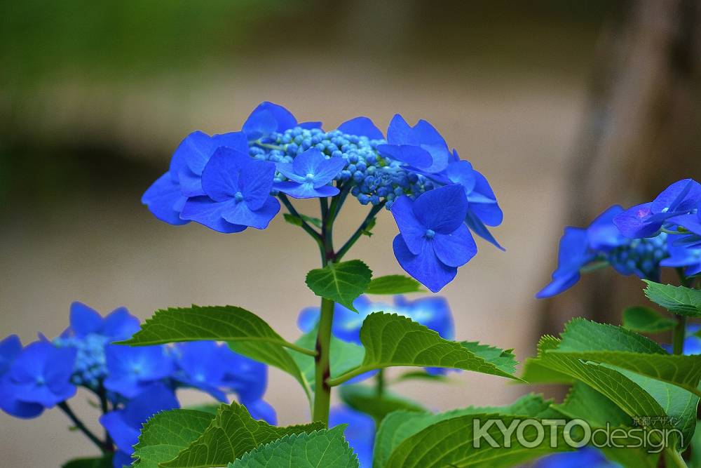 凛と…　勧修寺の紫陽花