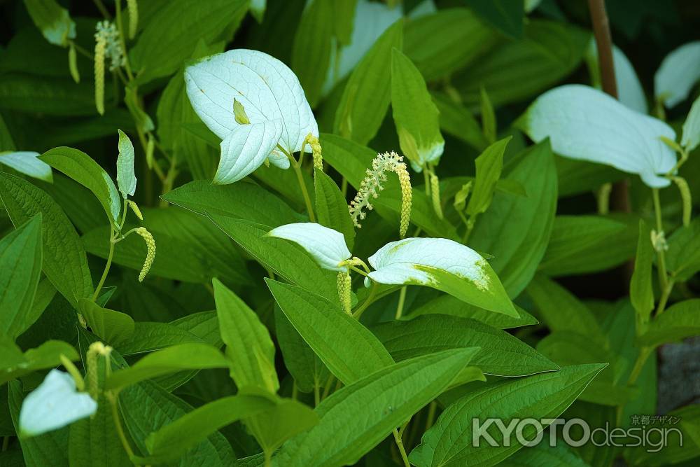 勧修寺の半夏生