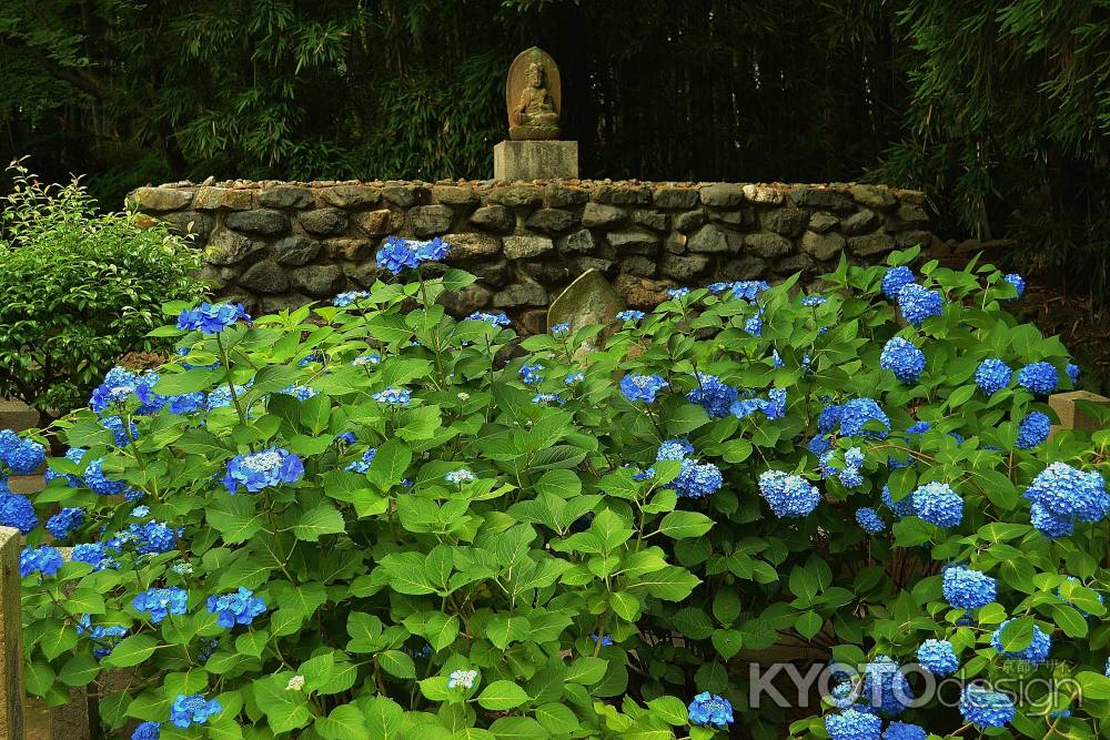 紫陽花に説法？