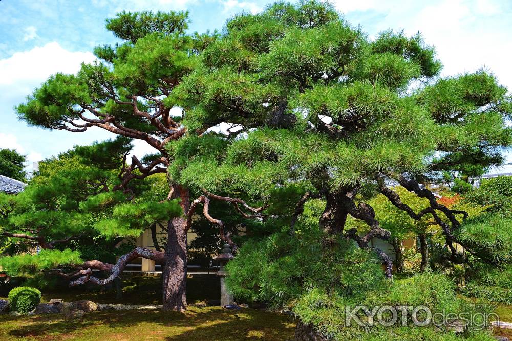 松　光琳曲水の庭