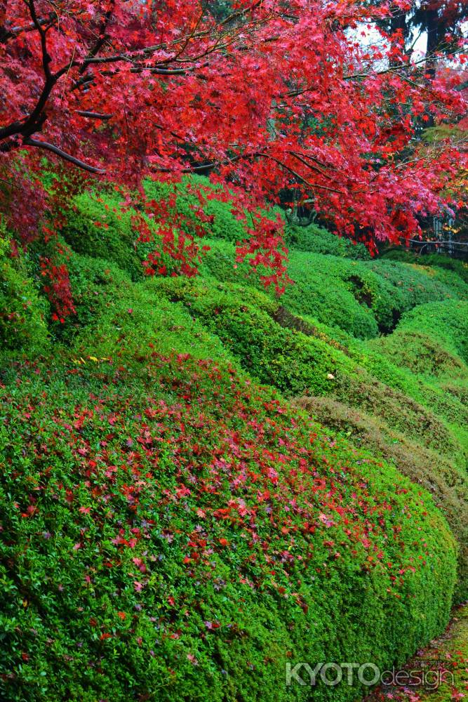 散り紅葉　光明院