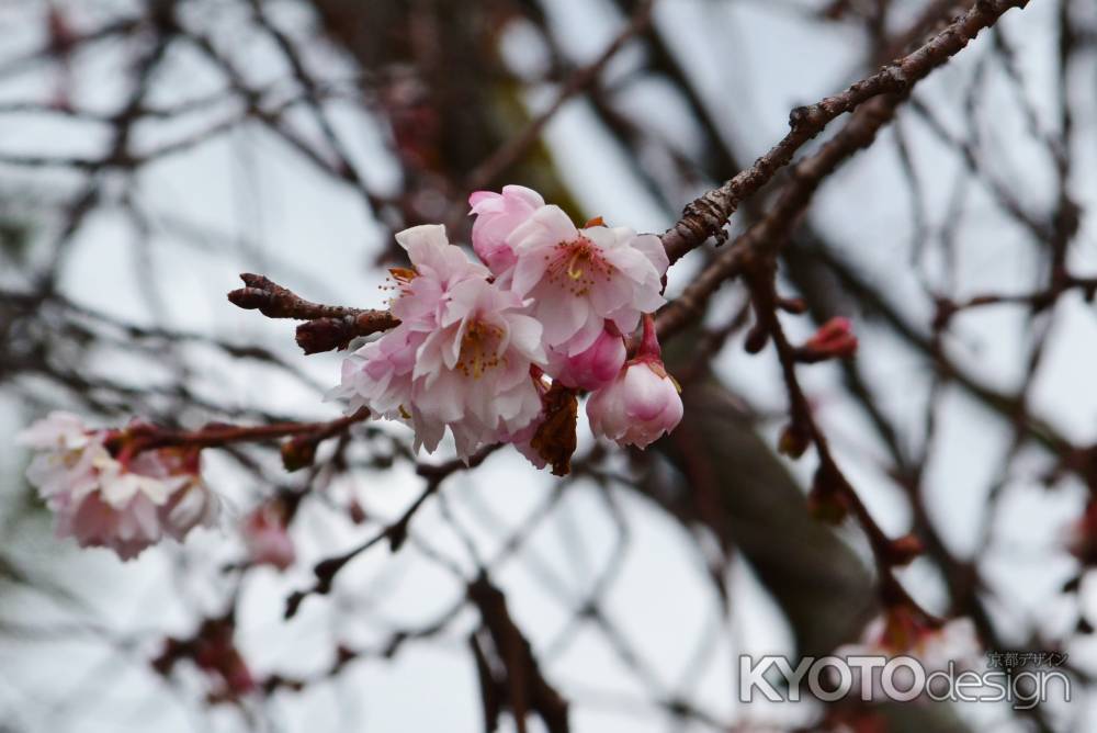 妙蓮寺の御会式桜　その１
