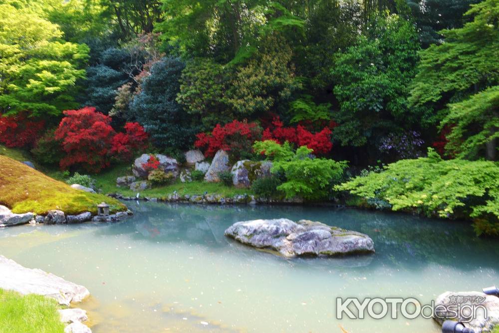 春の紅　青蓮院