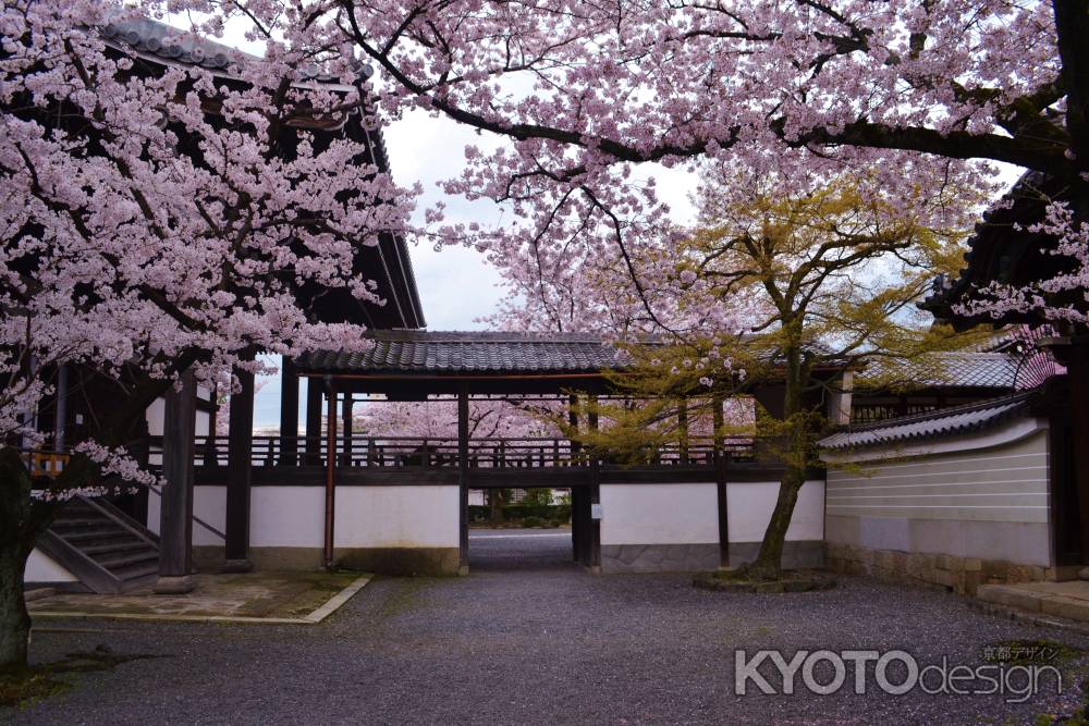 桜　妙顕寺その２