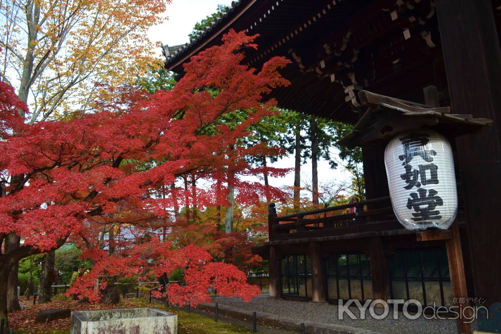 紅葉　真如堂