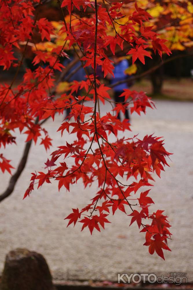 深紅の紅葉　真如堂