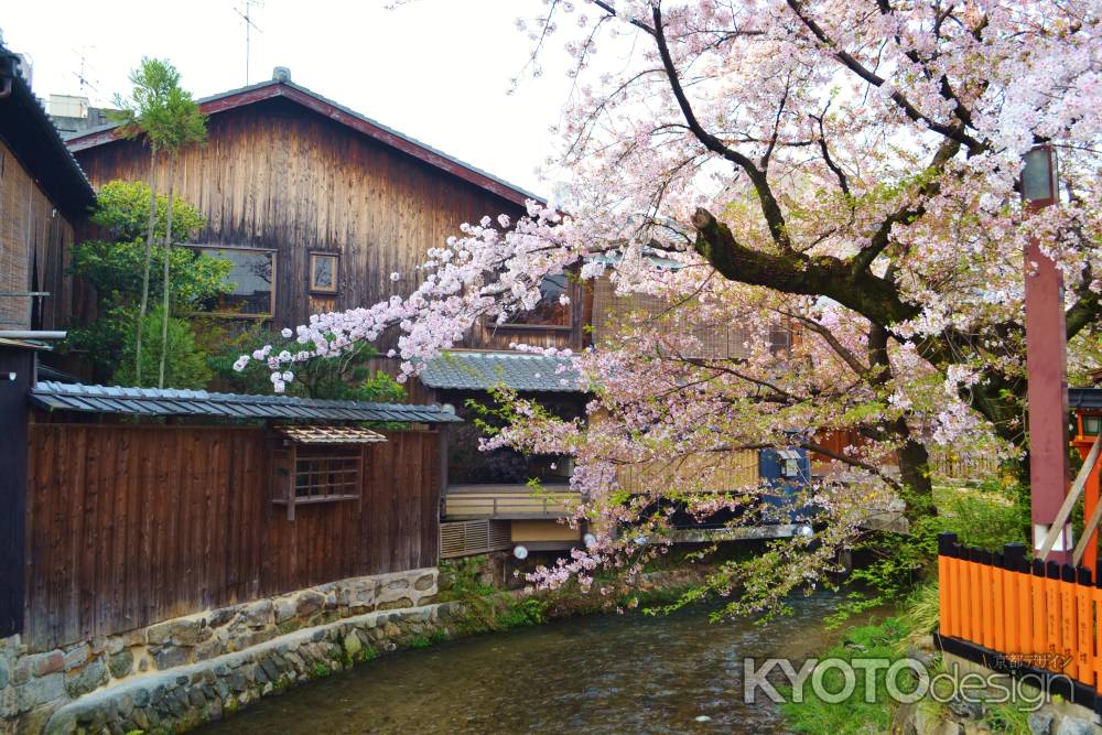 桜　祇園白川