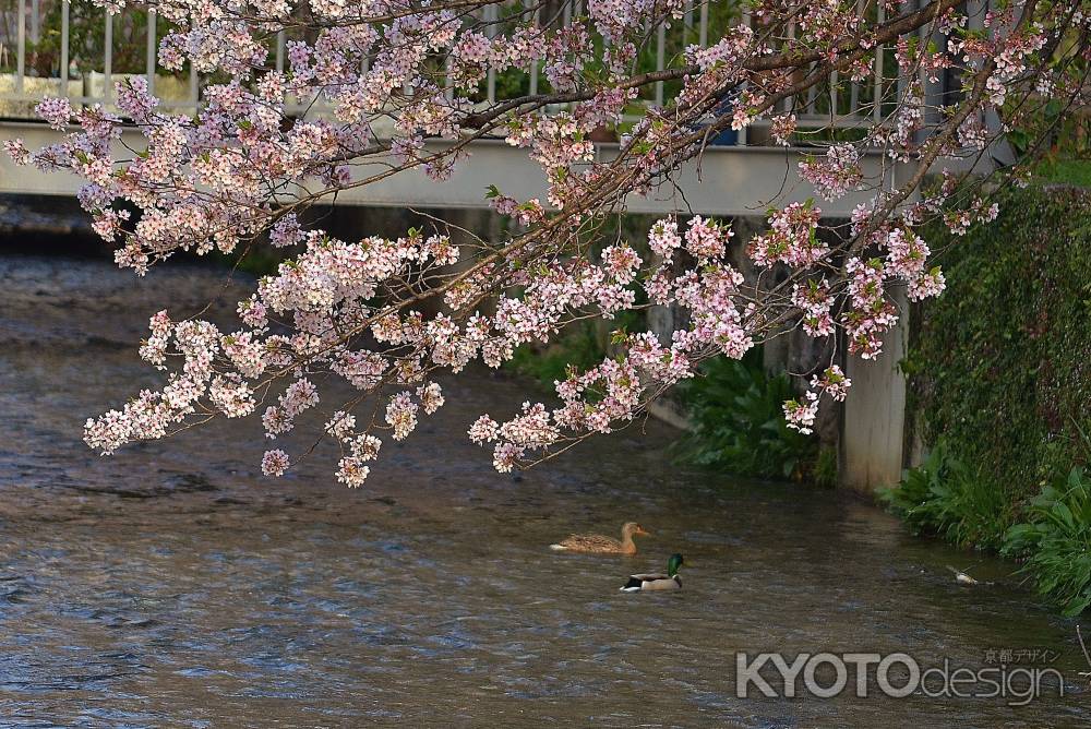 鴨の花見